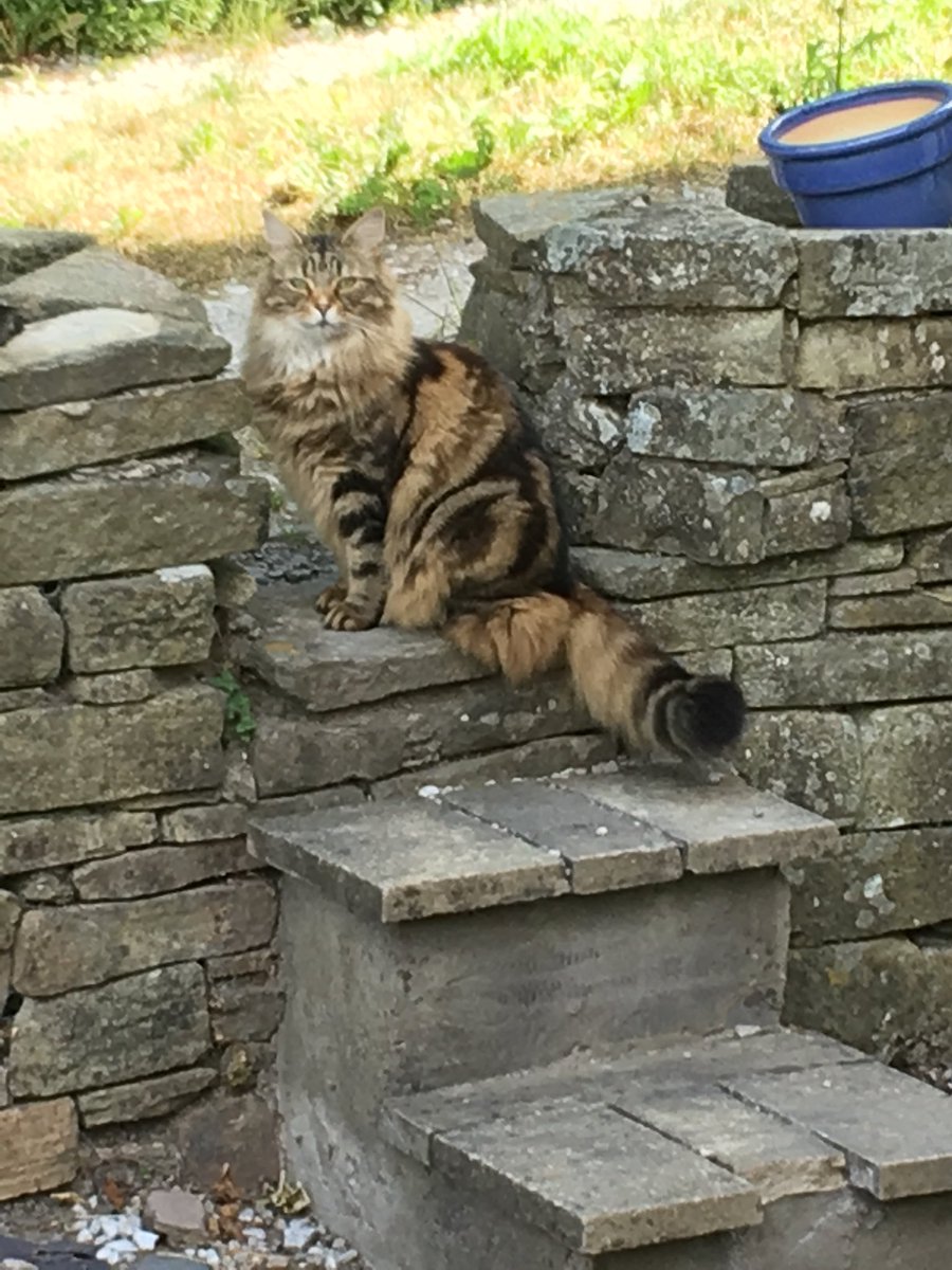 MrMaxMaximus's tweet photo. I’m sooo pretty and I know it 😍#fluffycat #moggy #macclesfield https://t.co/KKKThnEkma