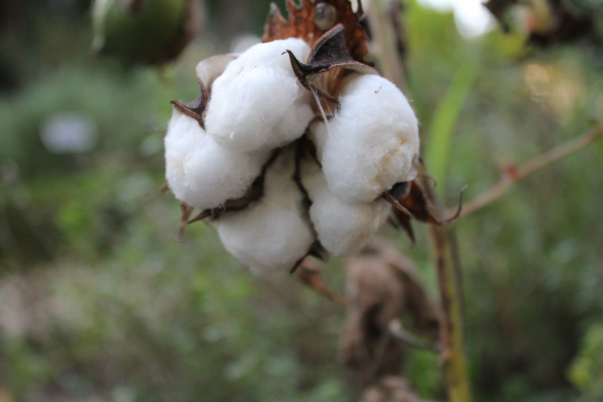 хлопчатник семейство. хлопок растение. хлопчатник обыкновенный. хлопчатник семейство. хлопчатник семейство.