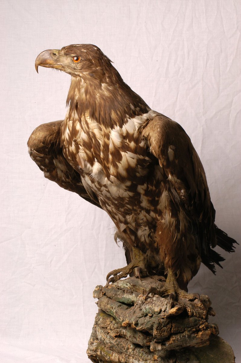 Peter Allard On Twitter Of The Many Ancient Records Of