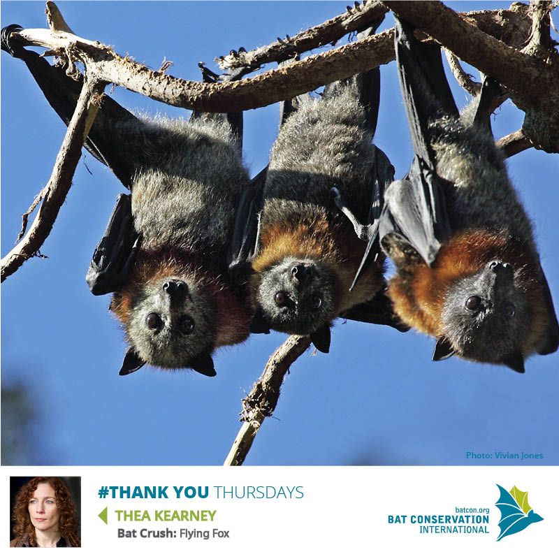 This week’s #ThankYouThursday goes out to a very special BCI member - Thea Kearney of Maplewood, NJ.

batcon.org/join