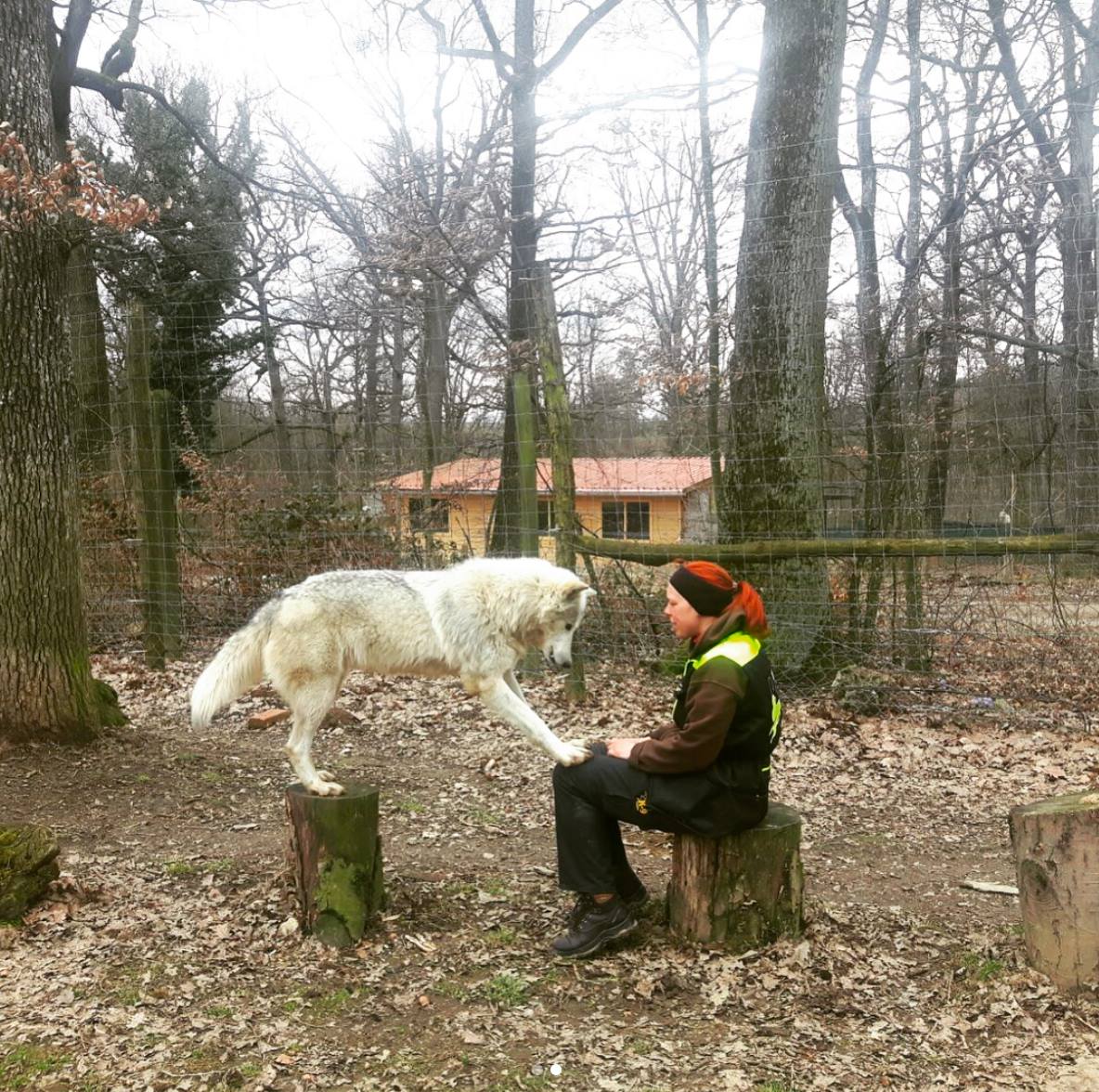 WolfScience's tweet photo. The trust of a wolf must be earned! Here you see Christina, one of our trainers who raised Una, working on their relationship. Although our wolves are handraised it takes a lot of time and patience to be able to work with them. Photos: Katharina Kriegler #wolfscience #wolf https://t.co/lexNtXv5Pt