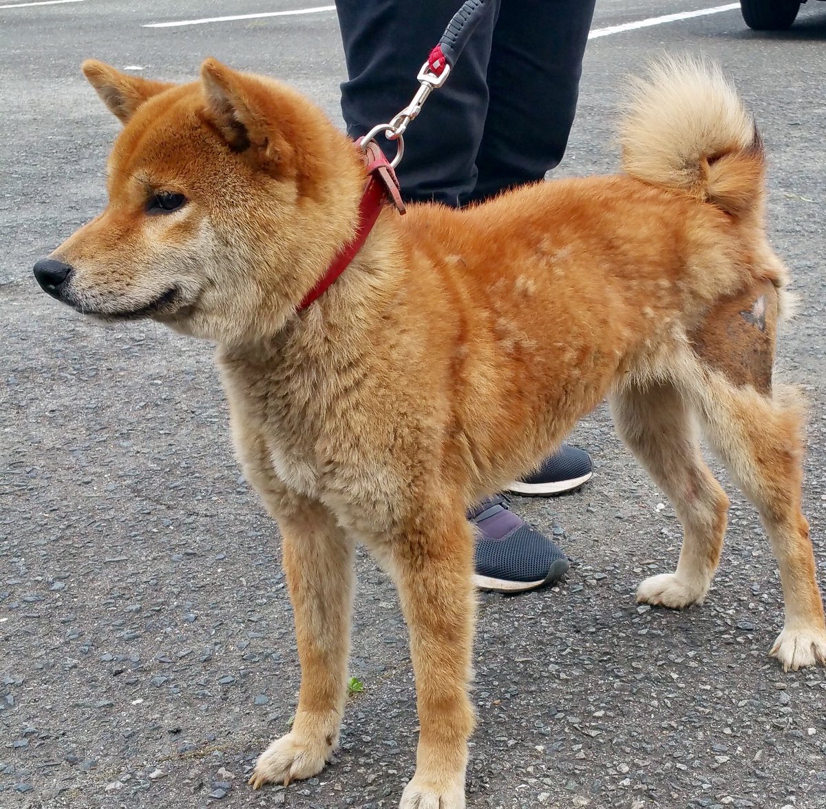 空 T Co J3qkpt7zml 御船保健所より迷子犬 6月4日に益城町福原で保護 柴犬の女の子 2歳 5歳 毛色は茶 赤色の首輪をしています 左後脚に傷を治療した後がある 迷子期間6月18日迄 熊本ペット 熊本県 迷子犬 御船保健所 柴犬