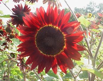 SunflowerStL's tweet photo. Fun Fact: Not all sunflowers have yellow petals. There are over 60 types of sunflowers world wide, and each looks a little different. https://t.co/pmgDc1usQ7