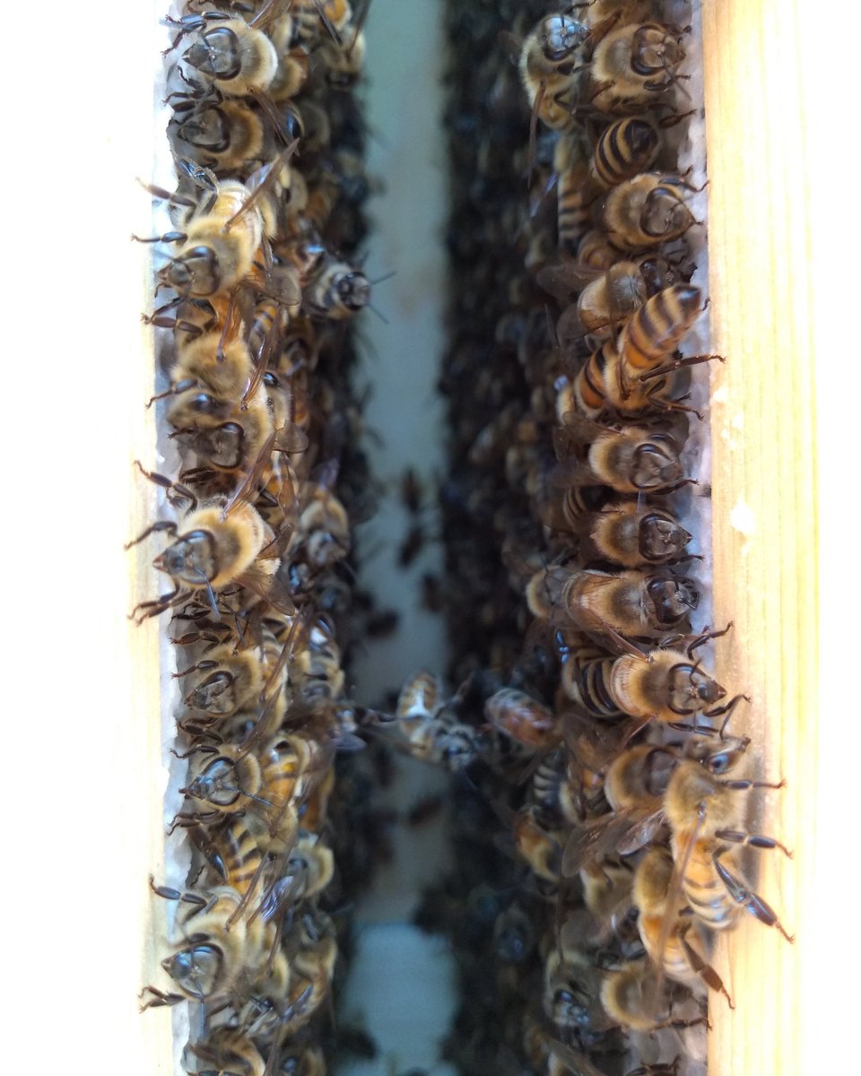 Bee_Swell_Aloha's tweet photo. #beeswell #strong hives #work #together https://t.co/LrTJPz3Iok #surf #Honey #beekeeping https://t.co/Lokze4TPE7
