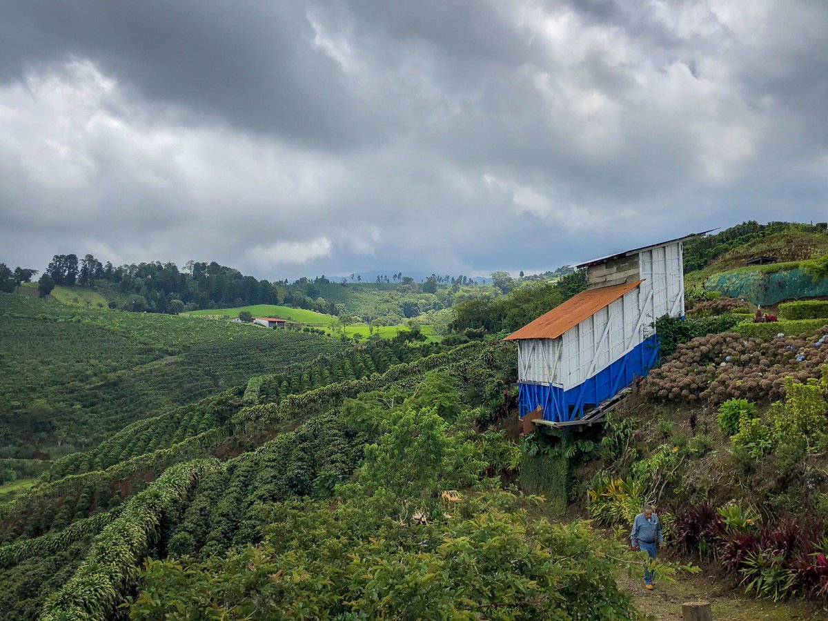 chasingthevine's tweet photo. I’ve been quiet for weeks, studying for the #MWexam. It’s over & I’m relaxing in #costarica, exploring the rich #coffee culture. Stories coming soon! For now, pics of the lush landscape. #puravidalife @Fiery01Red @suziday123 @WineOhTV @damewine @SLBriscoe @jillbarth @fabienlaine https://t.co/zsTRlUednt
