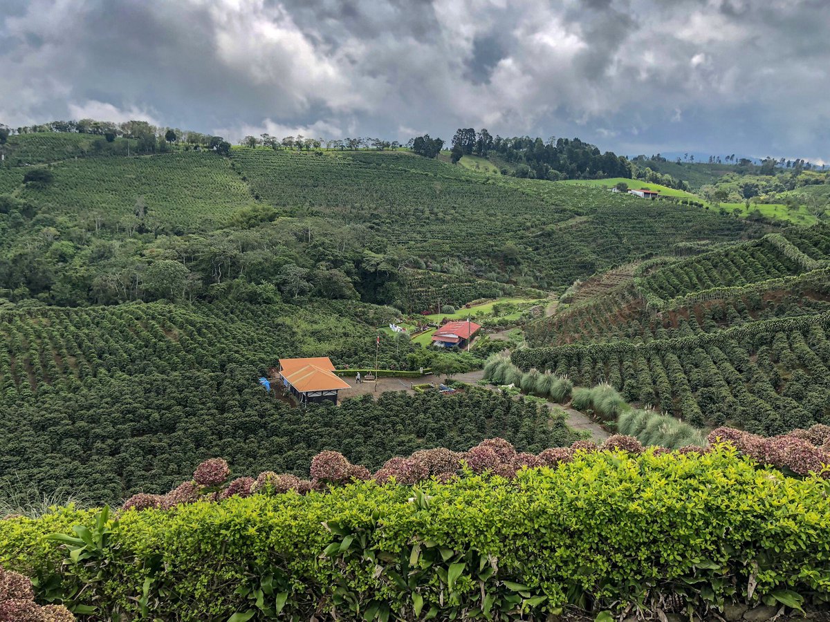 chasingthevine's tweet photo. I’ve been quiet for weeks, studying for the #MWexam. It’s over & I’m relaxing in #costarica, exploring the rich #coffee culture. Stories coming soon! For now, pics of the lush landscape. #puravidalife @Fiery01Red @suziday123 @WineOhTV @damewine @SLBriscoe @jillbarth @fabienlaine https://t.co/zsTRlUednt