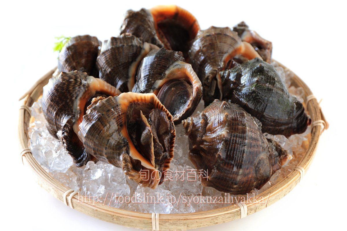 旬の食材百科ーフーズリンク T Co Svs0eoy0dx アカニシ アッキガイ科に属するこぶし型の巻貝で 産地では単に ニシ または ニシガイ と呼ばれることが多い かつてはサザエの代用品として扱われたりもしてきたが 近年は結構美味しい貝として