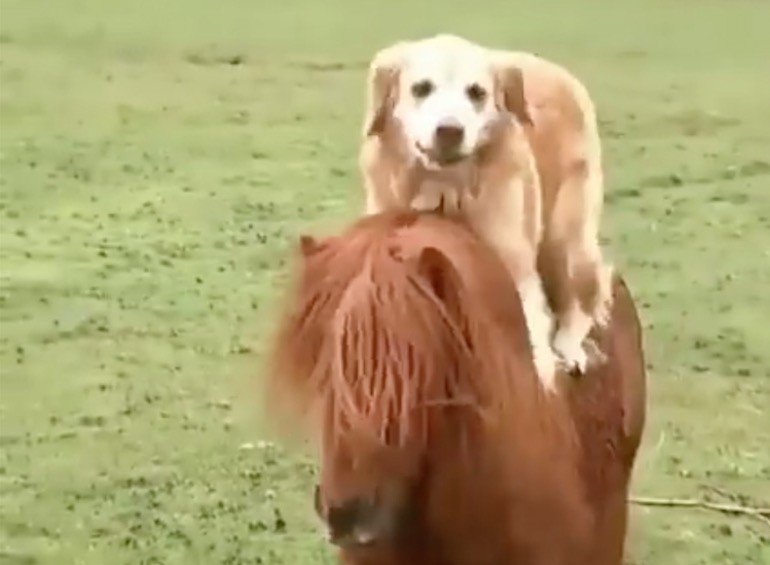 EventingConnect's tweet image. When your friend starts to get a little too clingy - VIDEO Break #FriendshipProblems #LOL eventingconnect.today/2018/06/14/whe…