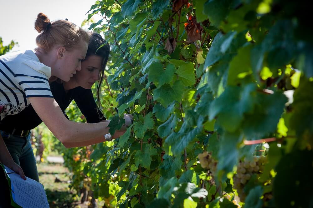 [Producteurs] Découvrez les nouveaux producteurs de la semaine : 
➡️ du #miel  🍯🐝
➡️ un élevage de race Normande et Prim'holstein 🐄
➡️ du #vin 🍷🍇
➡️ l'ocassion de découvrir potager 🥕🍅 et animaux de la ferme 🐓
➡️ et la redécouverte du pruneau d’Agen 🌿