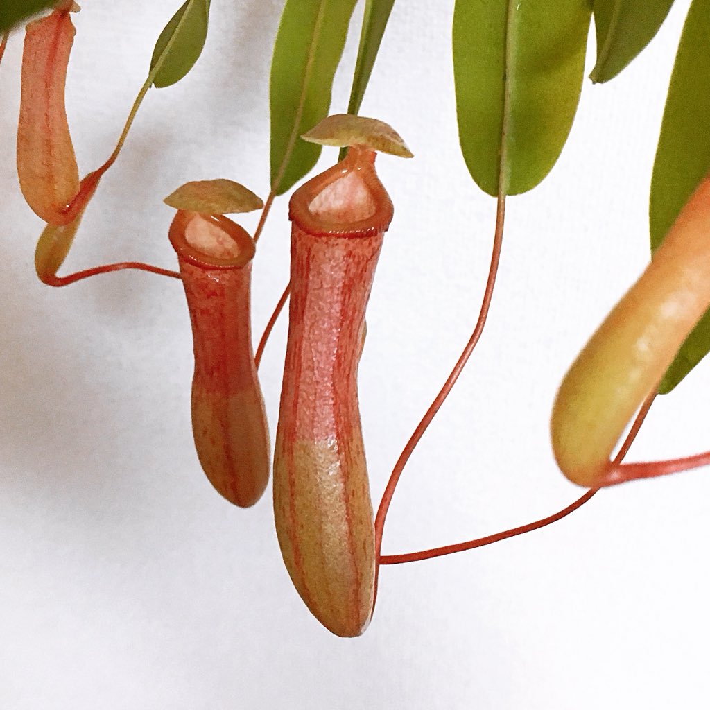 caitsith0629's tweet photo. N.ventricosa x sibuyanensis
挿し木したせいか、株全体が小さくなりました。(笑)
#ventricosa #sibuyanensis #Nepenthes
#Carnivorousplants #ネペンテス #ウツボカズラ #食虫植物 #ヒーローズピッチャープランツ #BorneoExotics #shumien https://t.co/gGngE2FFdO