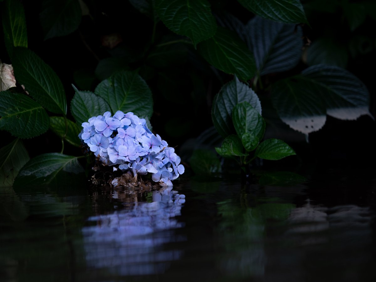 ひろまさ チームドリーミージャパン ローキーで紫陽花 最近とてもローキーで撮るの好き あじさい祭り 高幡不動尊あじさい祭り ローキー ファインダー越しの私の世界 写真好きな人と繋がりがたい 紫陽花