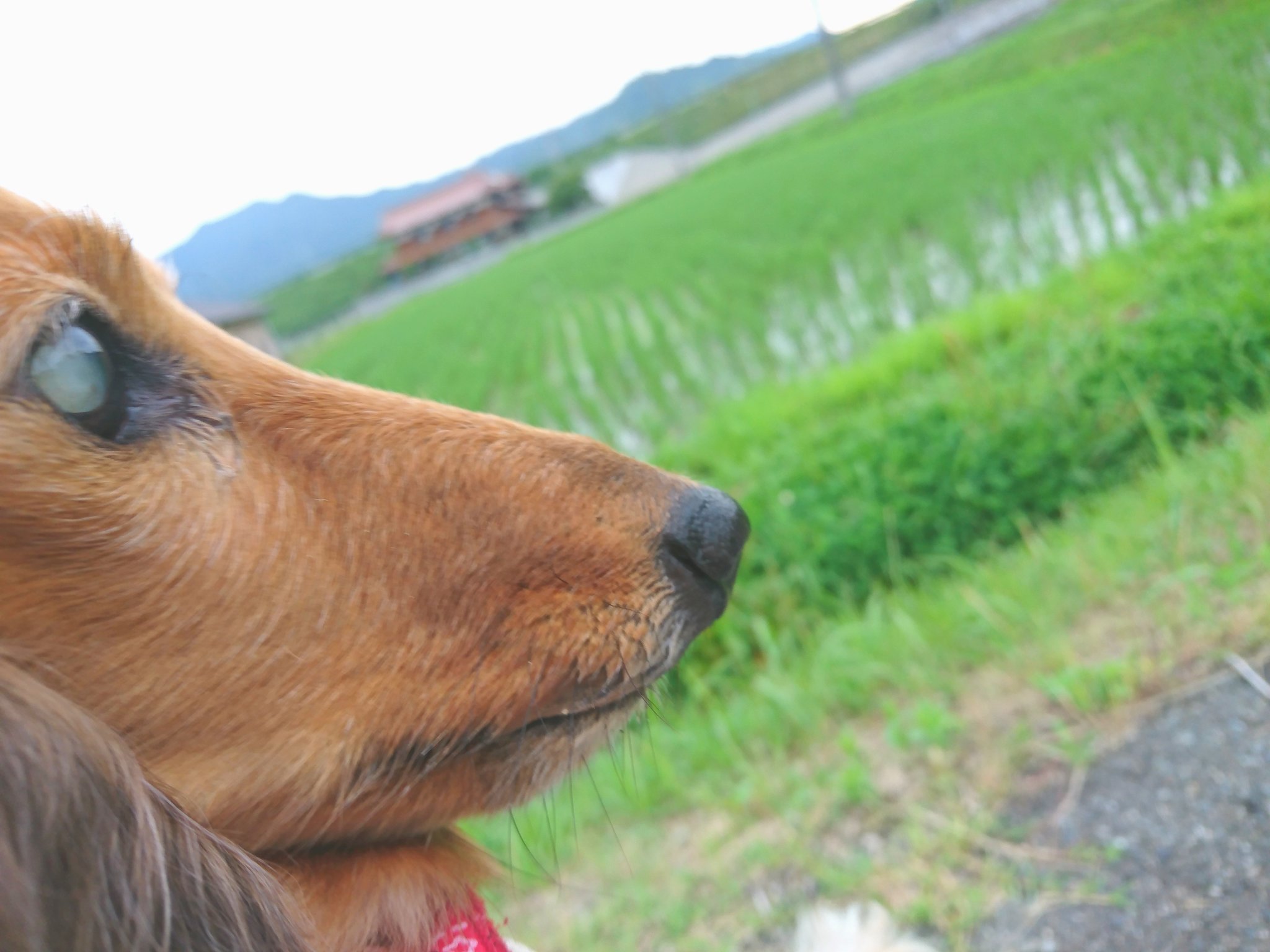 犬写真 Twitter Search Twitter