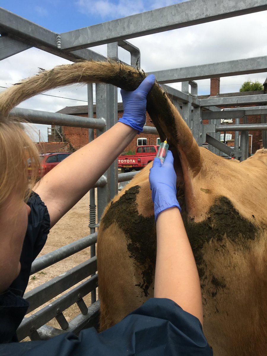 ScarsdaleFarm's tweet image. Did you know all 5th year @NottinghamVets students spend 2 weeks with us as part of their final year rotations? They learn practical skills such as #bloodsampling, #injection techniques &amp;amp; stitching up after surgery. Here&apos;s Jo carrying out blood sampling in a group of #beef #cows