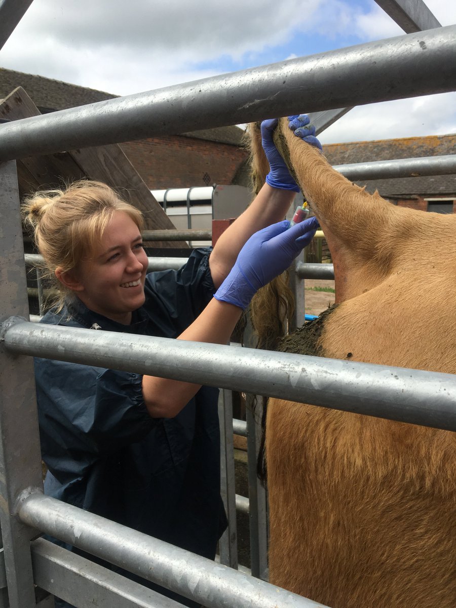 ScarsdaleFarm's tweet image. Did you know all 5th year @NottinghamVets students spend 2 weeks with us as part of their final year rotations? They learn practical skills such as #bloodsampling, #injection techniques &amp;amp; stitching up after surgery. Here&apos;s Jo carrying out blood sampling in a group of #beef #cows