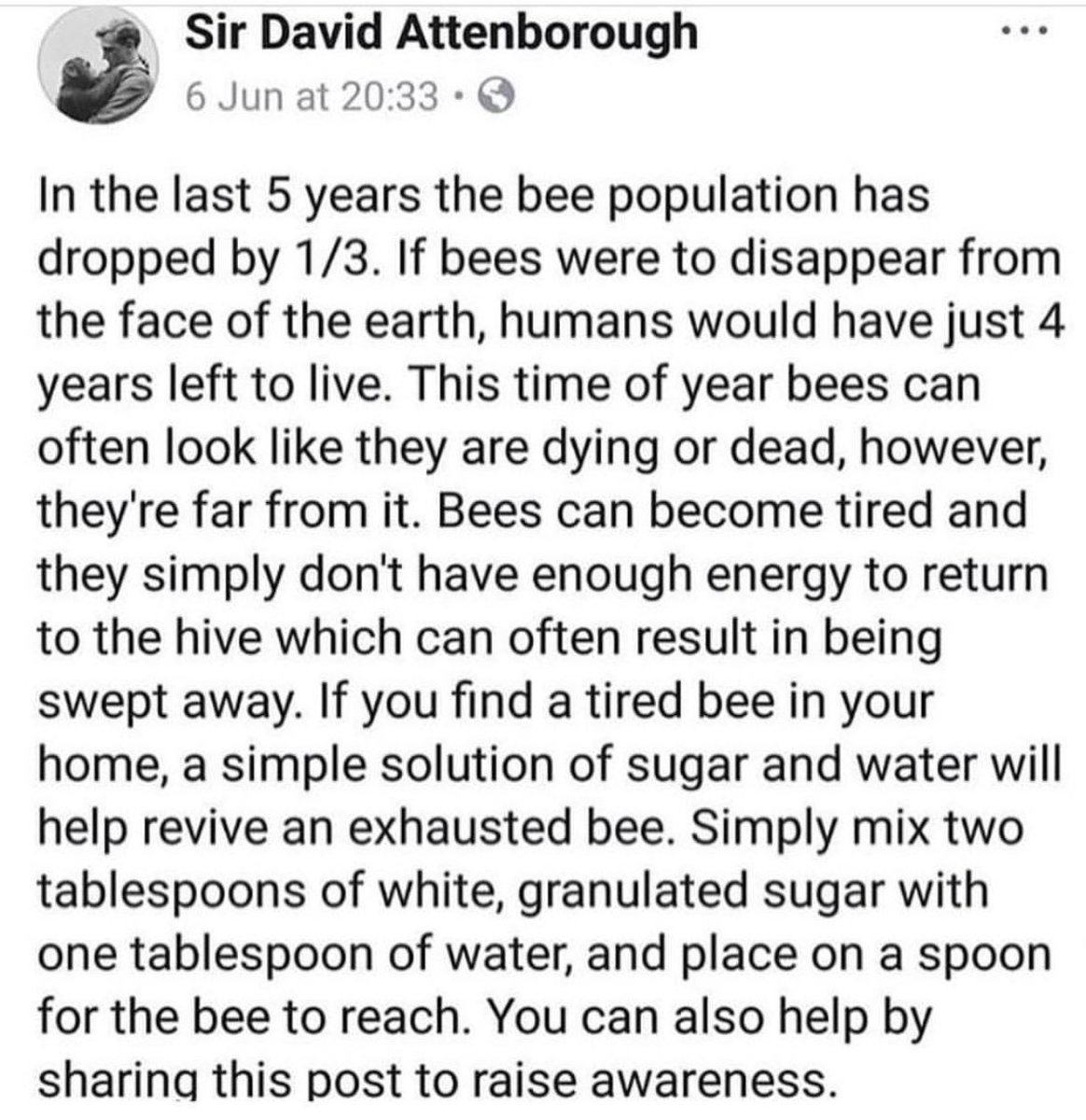 🐝 SAVE THE BEES 🐝  Read this wonderful humans statement: