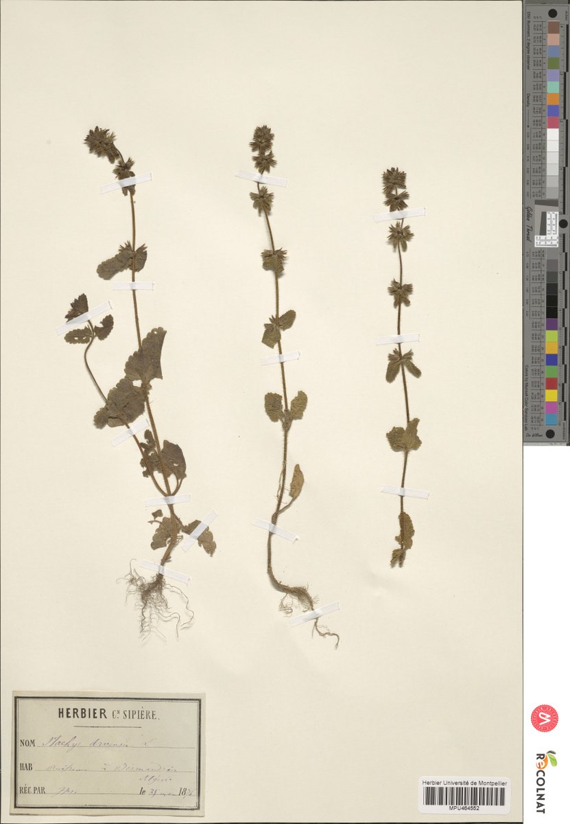 CitadelBesancon's tweet photo. Le Muséum de la @CitadelBesançon participe à la recherche en informatisant ses collections. Il alimente e-ReColNat, la plus grosse banque de collections naturalistes de France. #science #sciences #museum #recherche #eReColNat #collaboratif #CNAM @Dicen_eRecolnat @Le_Museum https://t.co/fzvoZJv8Yo