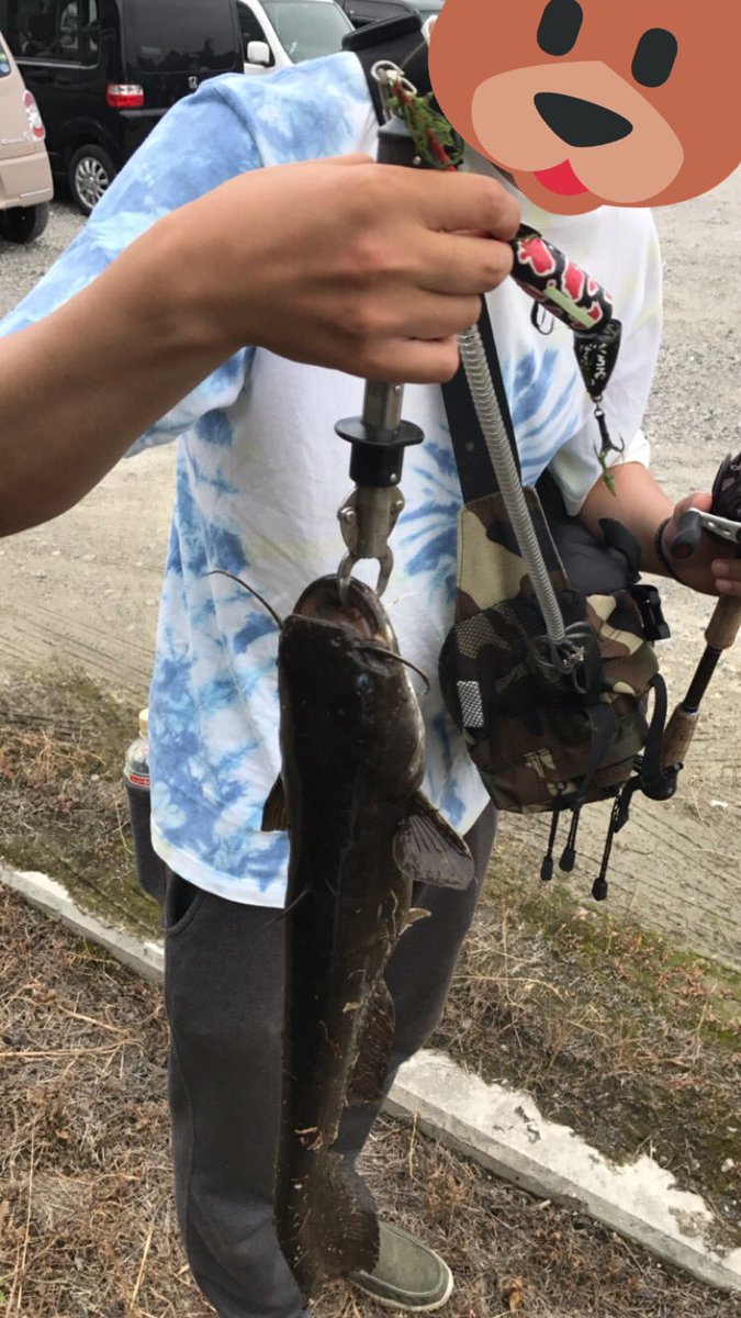 namatamanama's tweet photo. 夜勤明けて黒乳君と一緒に。ナマズ2本とライギョ1本で引き分けってことでお疲れっしたー。🙏🙏🙏( ˘ω˘ )ゞ
#雷魚通信 #雷魚 #snakehead #鯰通信 #鯰 #catfish #suilowz #quadfishingtools #rottweiler #rw705cxh #abugarcia #decider7#surface #topwater #rattytwister #pocketmouse #千鳥足lures https://t.co/49i8a3e1tW