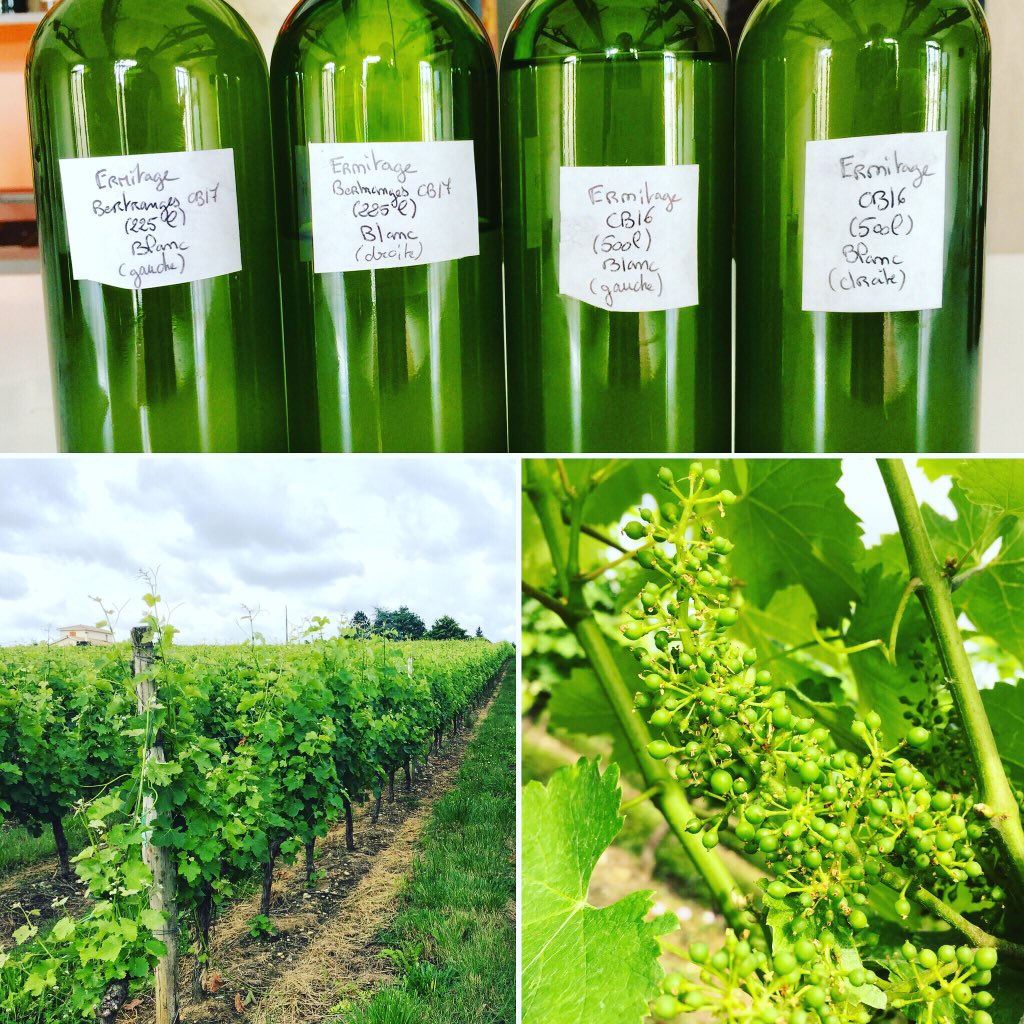 blicwine's tweet photo. Blending decision made for 2017 Les Trois Mains. 80% Sauvignon Blanc &amp; 20% Semillon. Very happy with the result, now praying for 2018 🙏
#lestroismains #graves #gravesblanc #microcuvee #bordeaux #blending #sauvignonblanc #semillon #보르도 #화이트와인 #그라브 #소비뇽블랑 #세미용 https://t.co/9rqRVVWkme