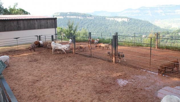 Si voleu visitar una ecogranja podeu anar la granja ecològica de porcs Salgto! 

salgot.com/es/ecogranja/