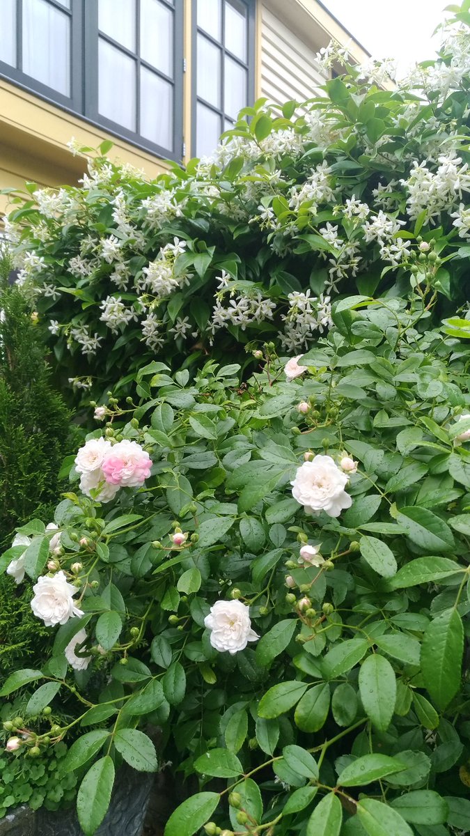 Marjol_nJup_n's tweet photo. Open tuin dag zaterdag 16 juni a.s. #alkmaar #opentuin #groeibloei https://t.co/U0ch88xvhj https://t.co/TuQFEkcor9