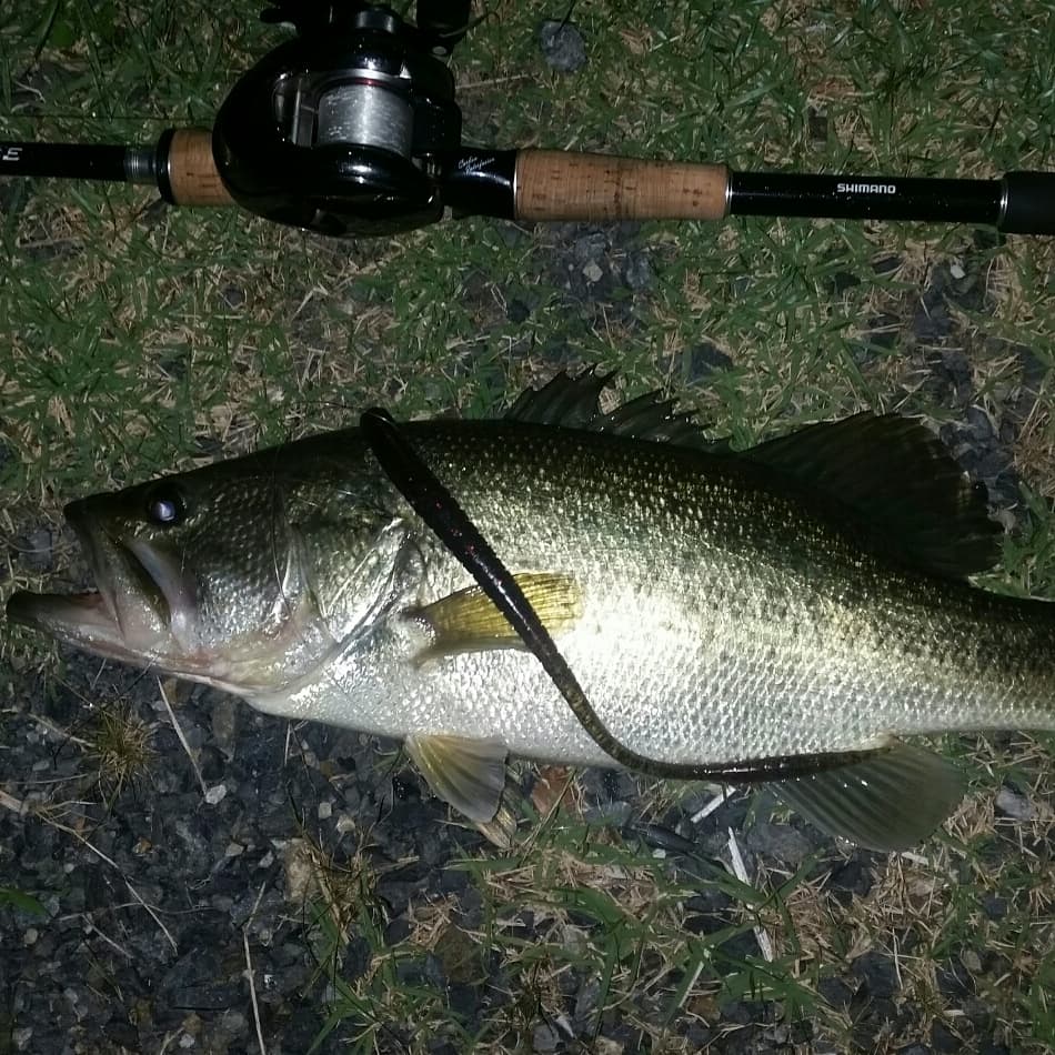 琵琶湖 夜 釣り