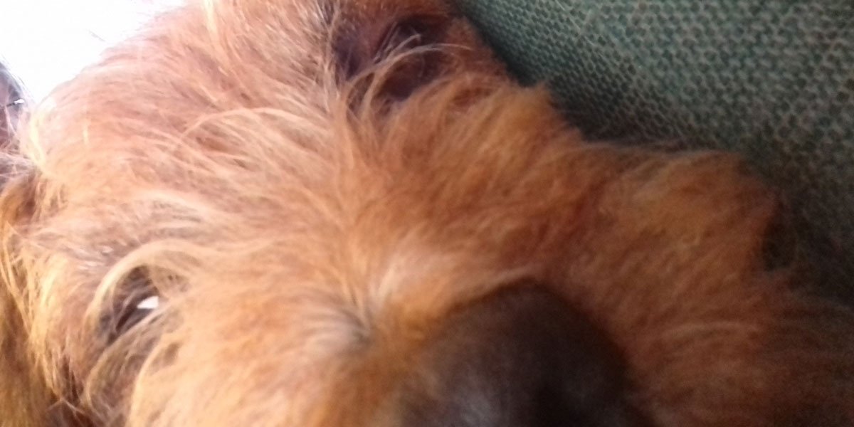 freddy_terrier's tweet photo. Doc says I might have to have operation to fix my knees. :-( https://t.co/2brNlA2Hz9