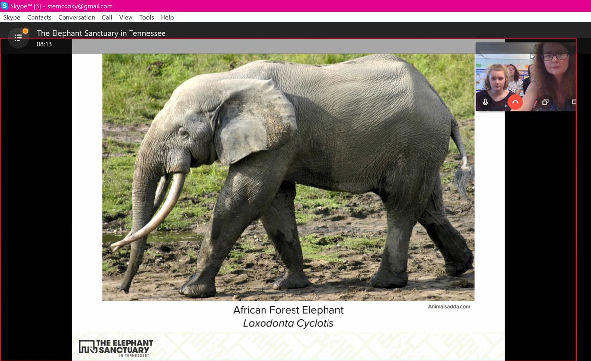 The most amazing #Skype Virtual Field Trip @SkypeClassroom to The Elephant Sanctuary, Tennessee. My Skype Club really enjoyed this! #MIEExpert @microsofteduk <a href="/MicrosoftEDU/">Microsoft Education</a>