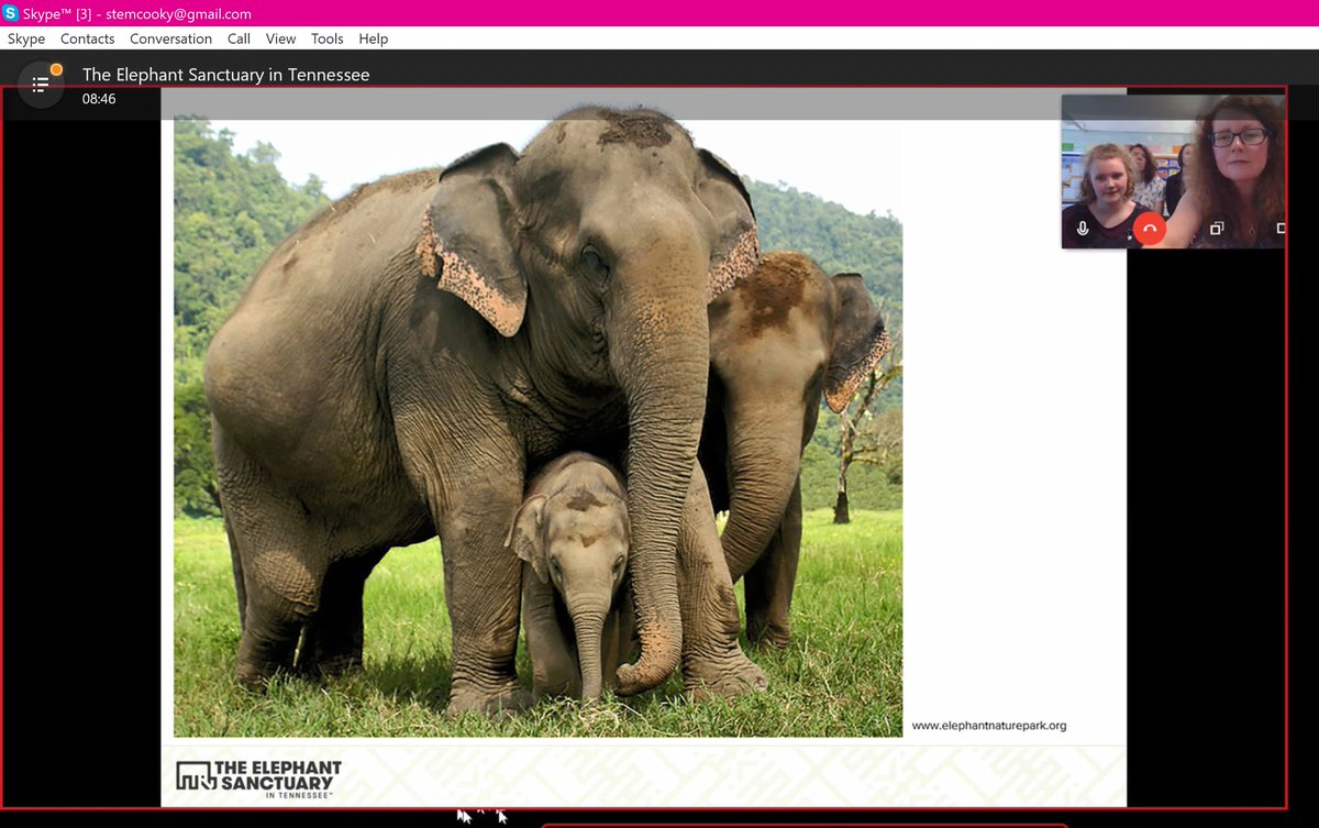 Mrs_STEM's tweet photo. The most amazing #Skype Virtual Field Trip @SkypeClassroom to The Elephant Sanctuary, Tennessee. My Skype Club really enjoyed this! #MIEExpert @microsofteduk @MicrosoftEDU https://t.co/Z0i9ac53Kc