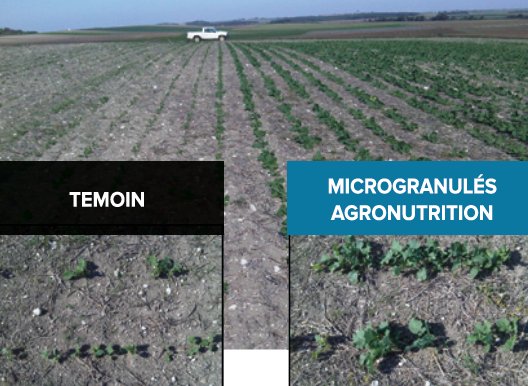AGRONUTRITION's tweet photo. #Colza semis 2018 #microfertilisation #starter une étape clé pour une implantation réussie ! Nos experts @agronutrition vous conseillent :
https://t.co/09jTaglmZk https://t.co/WZUk7RIUxV