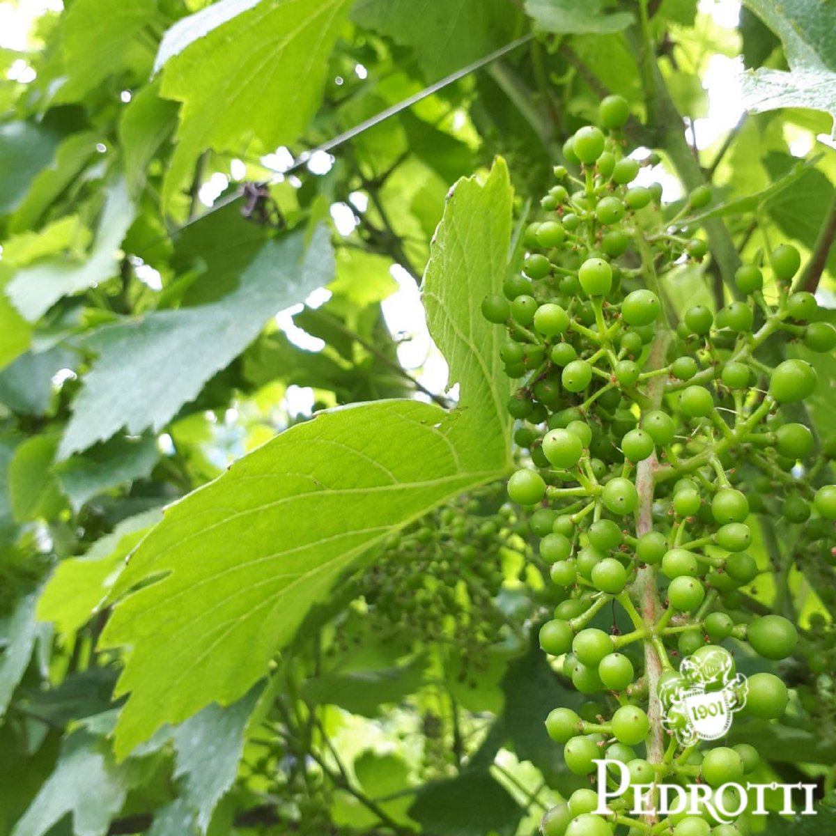 PedrottiWinery's tweet photo. La #natura fa passi da gigante!
Ecco come si presenta oggi il nostro #vigneto di #chardonnay !
#pedrotti #trentodoc #pedrottisisters @visitrovereto @trentodoc @VinoDolomiti https://t.co/lXB411s0xY