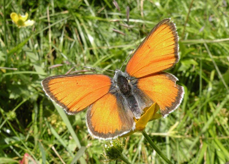 Do you have long-term data(>15yrs) on biodiversiy from #LTER sites? Wanna join a large collab. study on biodiv trends? Drop me a message! @eLTER_Europe @lteritaly @LterSpain  @ILTER_network @LTER_Slovenia  @USLTER @caplter  @KBSLTER  @BESlter  @LTER_Net_Office @BNZ_LTER @fcelter