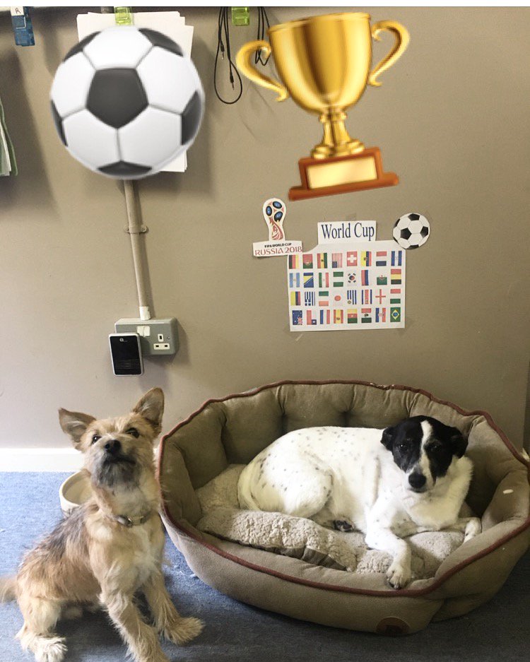 GarrattsDamp's tweet photo. Garratt's Mascots, supporting the World Cup! #WorldCup2018 #dogmascot #puppylove https://t.co/WLJQ54Dxk9