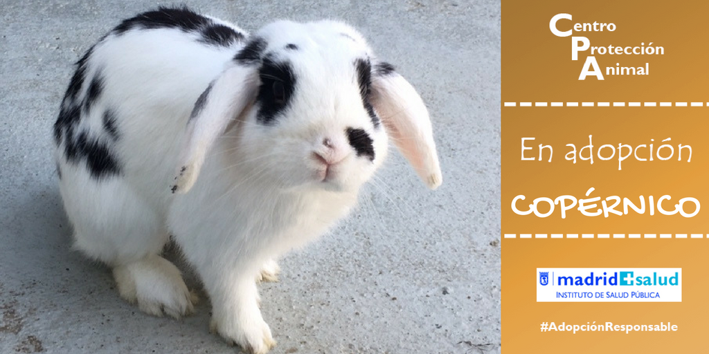 cpamadridsalud's tweet photo. Copérnico es un conejo muy simpático y activo🐰😊
Si buscas otro tipo de mascotas, antes de comprar pregunta en los Centros de Recogida de animales abandonados.🐓🐹🐇
#NoCompresADOPTA 
👉https://t.co/zriv1nIbkA https://t.co/6Vd7rINC0f