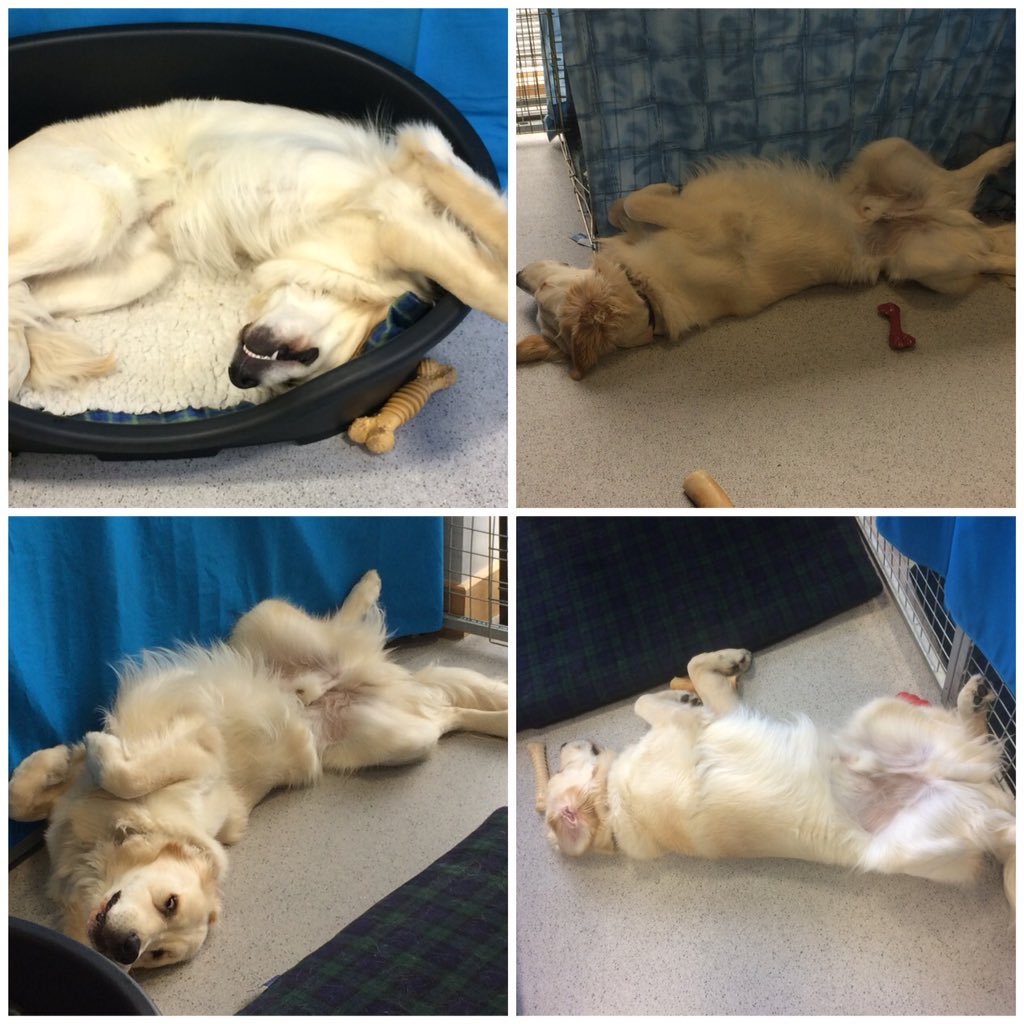JK_GDT's tweet photo. The many sleeping positions of @guidedogs in training Piran. https://t.co/G4YpE1WyzZ