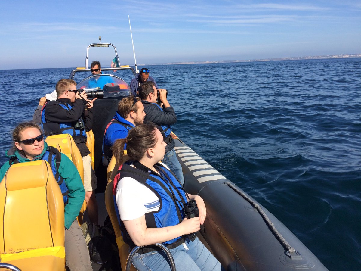 bardseyben's tweet photo. A very enjoyable pelagic trip off Lagos with the Stormy team today: fantastic seeing Europe's smallest seabird in its environment, pattering the surface on our sardine chum! Cory's and Balearic Shearwaters , Bonxie and lots of immature Gannets too. https://t.co/Tj9SOLlO0y