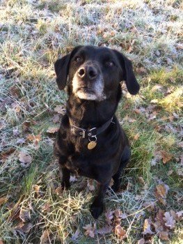 HelpFindThem14's tweet photo. #GoodNews Blyth is home. It looks like she was dumped in the village and I found her crying at the gate. Thanks to all of you who have made Blyth too "hot to handle" and/or shamed them into returning a much loved family pet. PLS sign #PetTheftPetition https://t.co/ZJ2rmqzDpR https://t.co/VMAp2KkZ6z