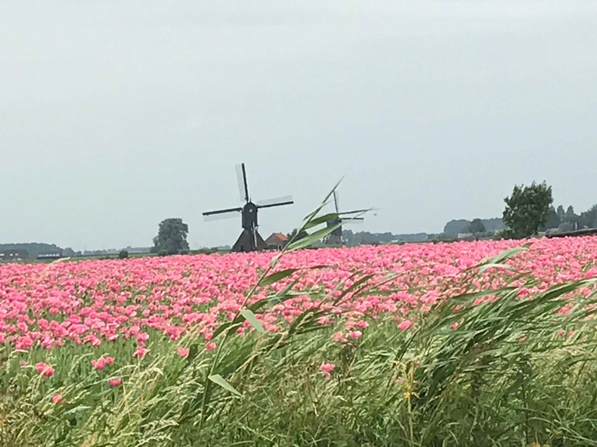 Roze tafelkleedje voor ons erfgoed ⁦<a href="/mo1ens/">#molens</a>⁩ ⁦<a href="/BiesboschLinie/">BiesboschLinie</a>⁩ ⁦@Altena2019⁩ ⁦<a href="/Liniepad/">Liniepad</a>⁩