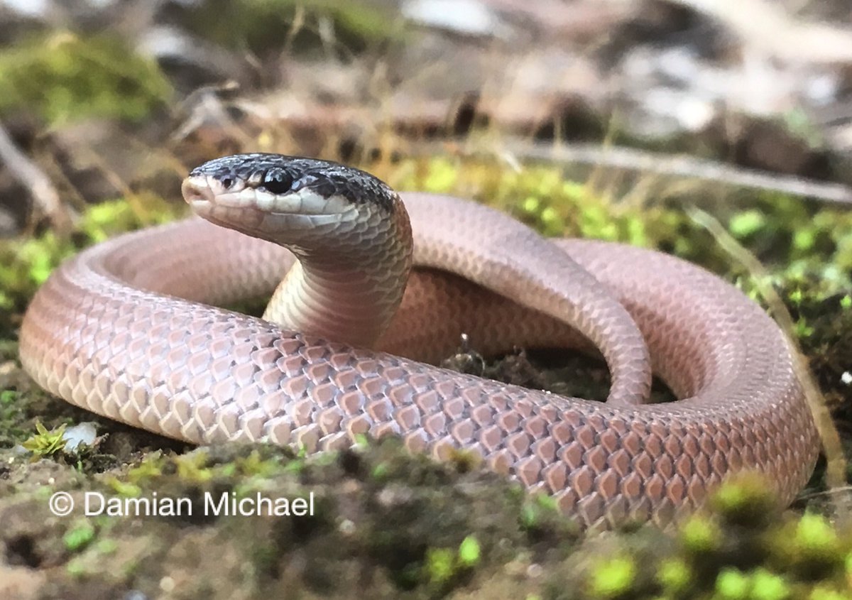 DrDMichael's tweet photo. Dwyer’s Snake is one of the few elapid species in SE Australia that is active during the winter months. This little sleepy head was keeping warm beneath a roofing tile today. #wildoz #ltecology #MurrayStudy https://t.co/3tbcjNjCpM