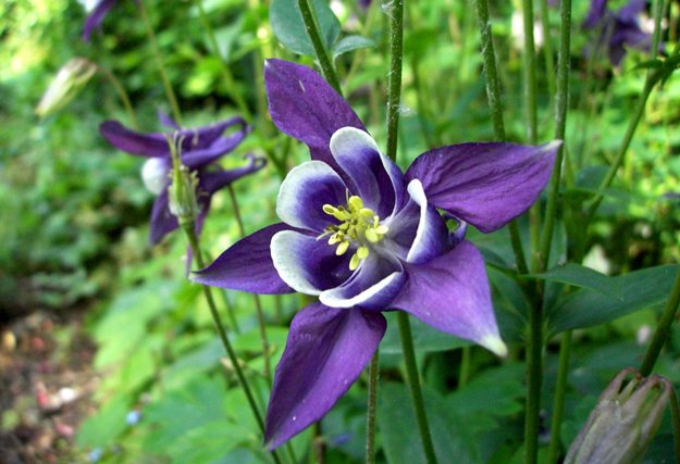 希望の花言葉 Na Twitteru 紫オダマキ 花言葉は 勝利への決意 ヨーロッパではライオンの強いパワーは オダマキ の葉を食べているからだと信じられ 紫の花の葉をこすりつけると勇気が出るとされてきました これが紫オダマキの花言葉の由来になっています