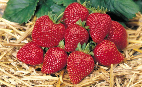 BaynesWholesale's tweet photo. How do you like to use #strawberries in your #dishes? We think they work well in #desserts. Strawberries and a scoop of #icecream is my personal favourite! 😋
#york #food #locallysource #fruit #dessert #strawberry https://t.co/yNxPorCl3G