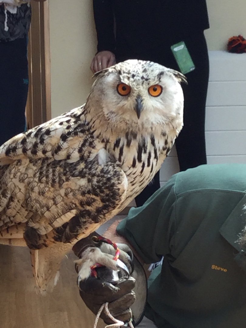 WarberriesNH's tweet photo. had a lovely visit from this fellow and some of his friends during our intergenerational session this week. Children, residents and staff loved them! 
#intergenerational
#owl
#southhamshawksandowls https://t.co/EZxdqUDyOP
