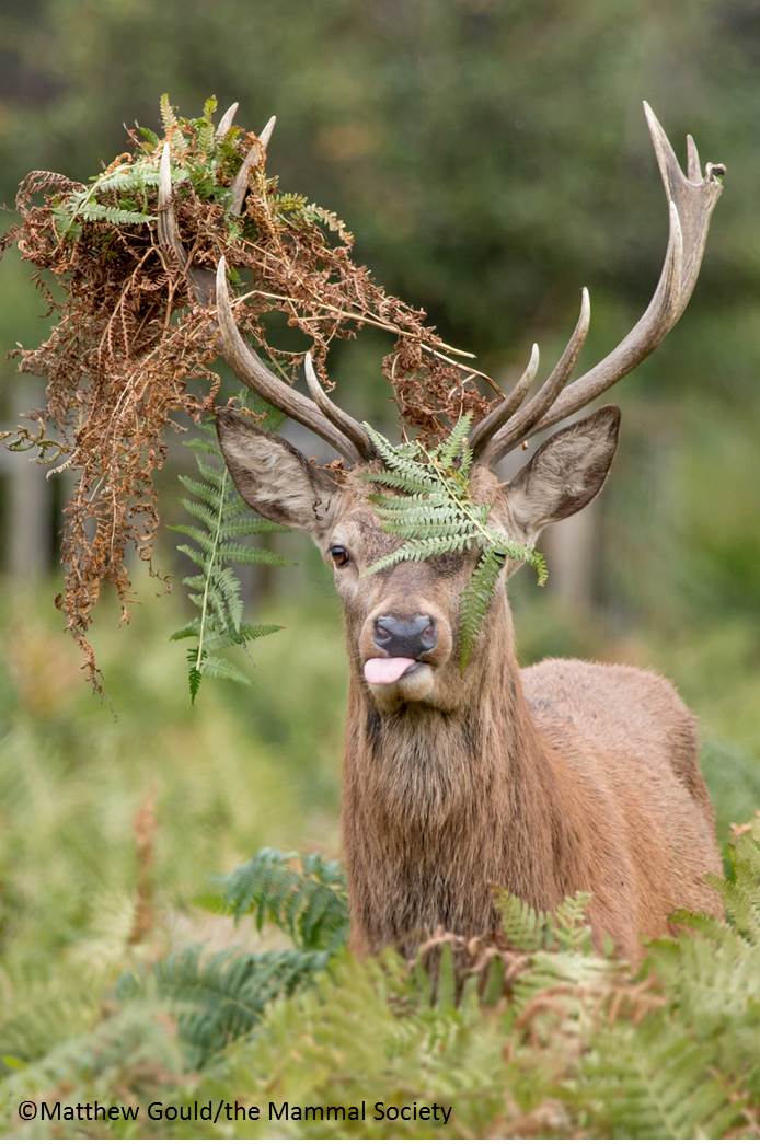 MammalMapperApp's tweet photo. Huge thanks @BBCSpringwatch for mentioning our new app #MammalMapper! The number of app users has doubled! More records means better evidence-based conservation. #Conservation #Mammals https://t.co/KRsBlB2Ydt
