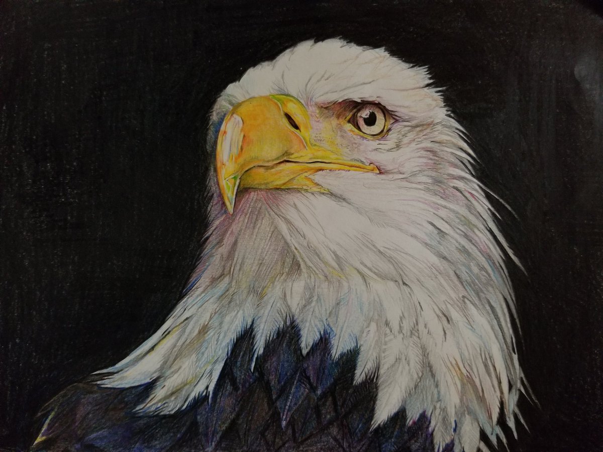 たかしまる Twitter ನಲ ಲ 色鉛筆で もふもふ バカな絵 鳥など描いてます 色々な作品をみたいです 色鉛筆 もふもふ 絵描き