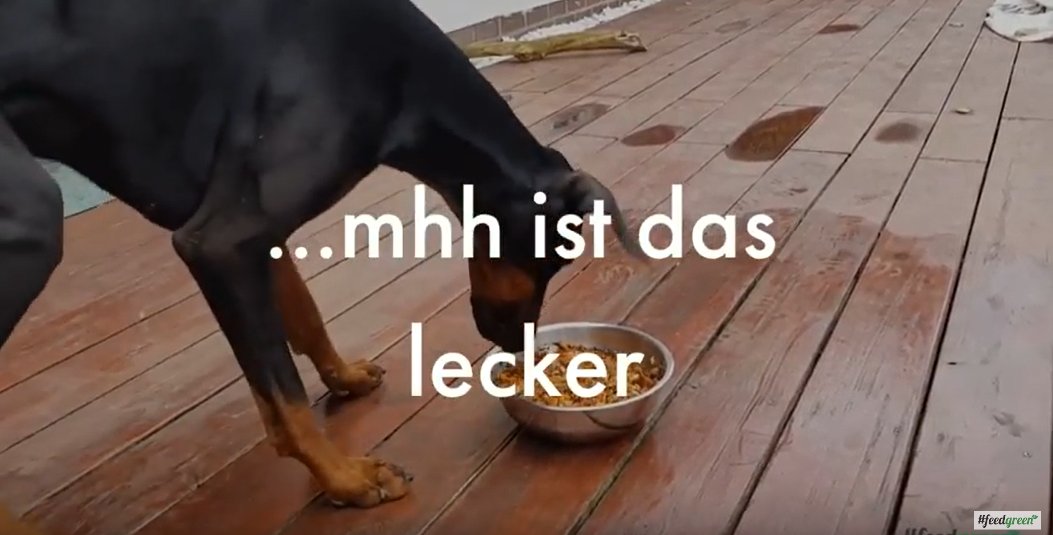 feedgreen's tweet photo. 🧐Watch the video! Your dog will thank you! 👉👉👉https://t.co/Lql2MWW1RB #superfood #superfoods #doggy #dogs #Vitamins #Vitamin #healthy #food #bio https://t.co/uIdlgNrNR2