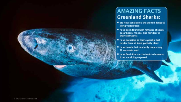 SharkAdvocates's tweet photo. In 2016, scientists estimated Greenland Shark mature at ~150 years & can live to ~400, sparking media attention & calls for protection. This week, @NAFO1979 scientists complete 2 year project to provide management advice for #NAFO2018. Stay tuned: #RespectYourElders #SharkLeague https://t.co/qG60amkwzo