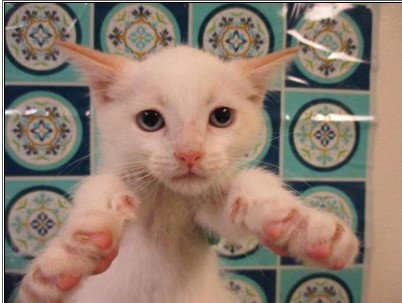 Siamese Angels On Twitter An 8 Wk Old Male Flame Point Siamese