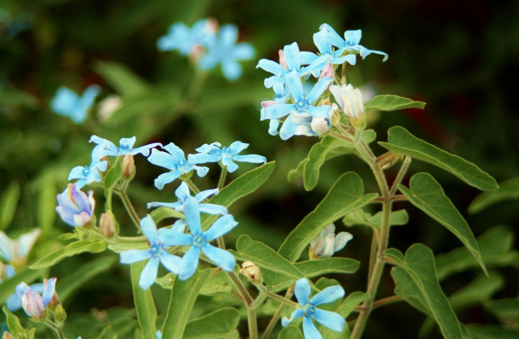 花 A Twitter ブルースター 水色の花弁が星のように見える 日本には切り花として渡来 その後 鉢植えや園芸目的の植物として普及 西洋では ベビーブルー といって 男の子の誕生を祝う ラッキーカラーとされている 今日の誕生花 ブルースター 花