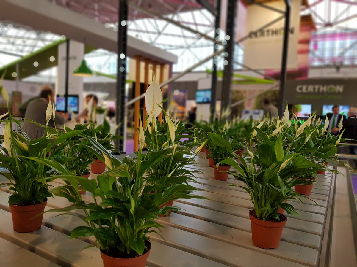 logiqs's tweet photo. Even though we forgot to water them, the beautiful Spathiphyllums from Van der Voort Potplants survived the Greentech without problems. Many thanks to Van der Voort! https://t.co/6Y8igzZHLw