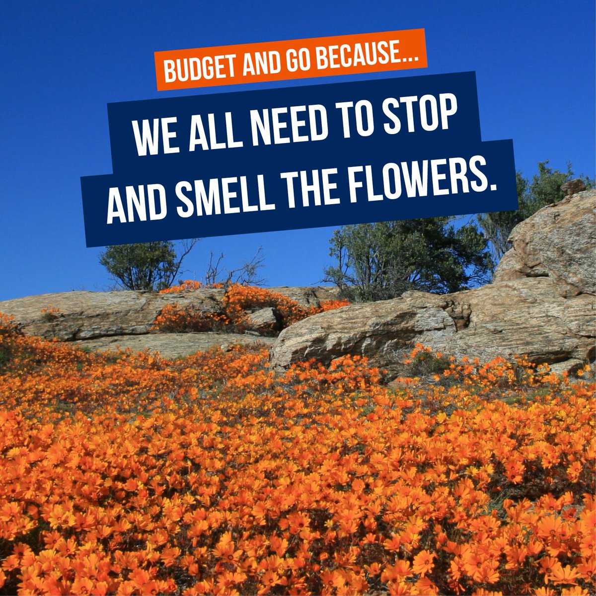 BudgetCarHireSA's tweet photo. Take a drive this Spring to the fields of Namaqualand with Budget Rent a Car to see the spectacular phenomenon that is the Namaqualand Daisies. Get super affordable rates online with Budget Rent a Car so that you can #BudgetandGo. Book today. https://t.co/bUPLmXT5Lr https://t.co/2f2ThWYWnL