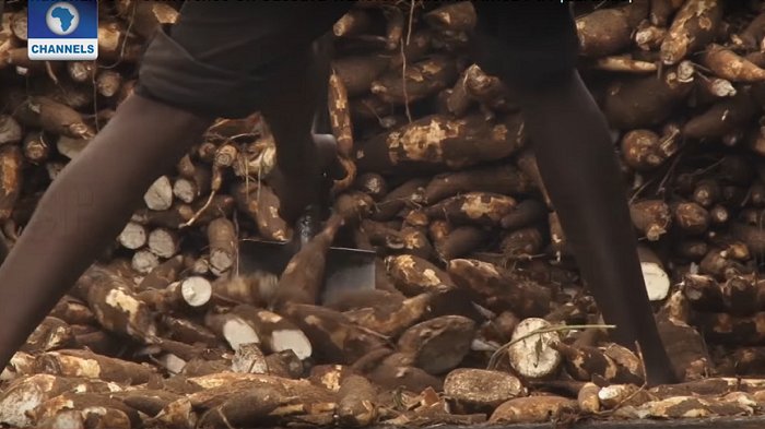 CTVEnvironment's tweet photo. Earthfile: International Food Conference On Cassava Transformation In Africa. https://t.co/ukgQZ6q7mH https://t.co/OYO6lJSzP8